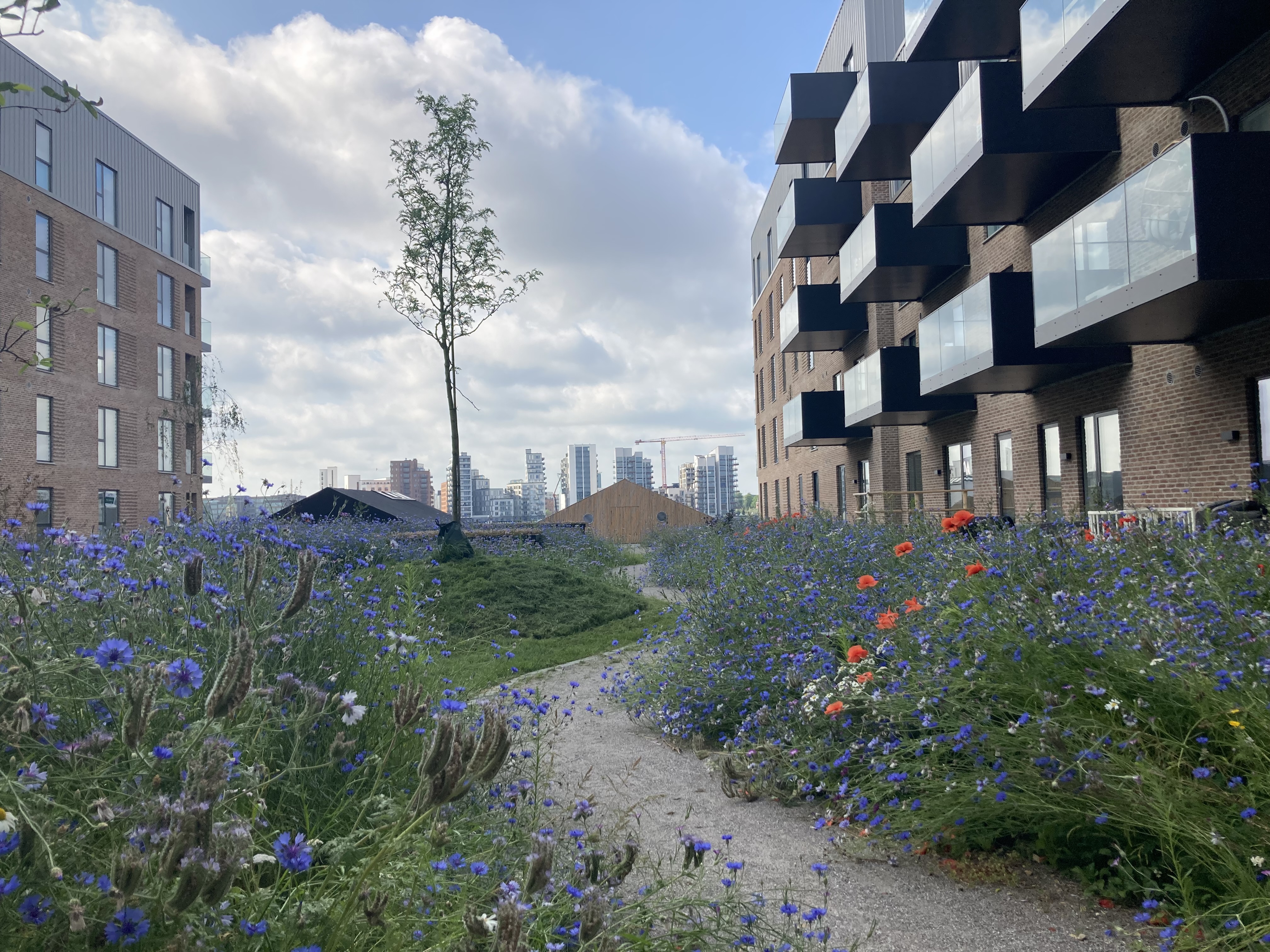 Foredrag om biodiversitet i byen